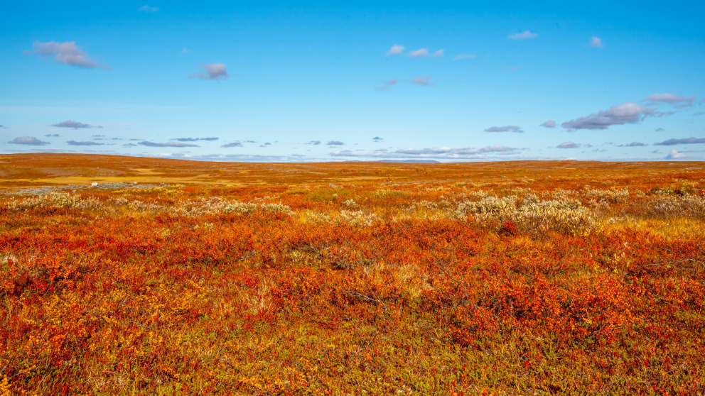 Finnmarksvidda