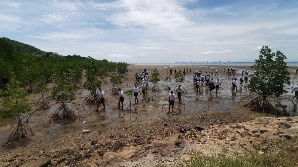 Due to their efficient carbon storage, mangroves have a positive impact on the global climate.