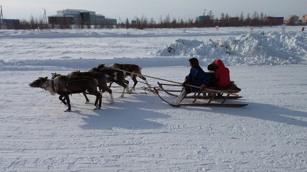 A reindeer sled in Novy Urengoy, the second largest city in the Yamal region. As in other Arctic regions, the permafrost is thawing.
